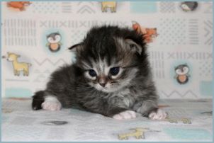 Female Siberian Kitten from Deedlebug Siberians 